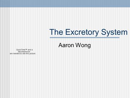 The Excretory System Aaron Wong.