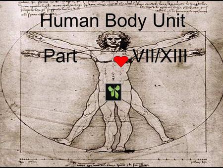Human Body Unit Part VII/XIII. Human Body Unit Part VII/XIII.