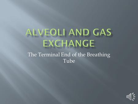 The Terminal End of the Breathing Tube  After oxygen passes into the lungs through the bronchial tubes, it moves into tiny sacs called alveoli  Alveoli.