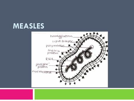 MEASLES. Measles  Highly contagious, acute exanthematous respiratory disease with a typical clinical picture and a characteristic enanthem: Koplik’s.