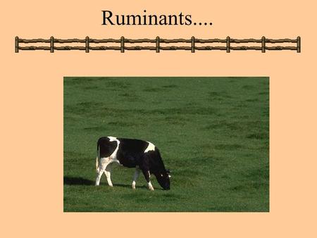 Ruminants.....