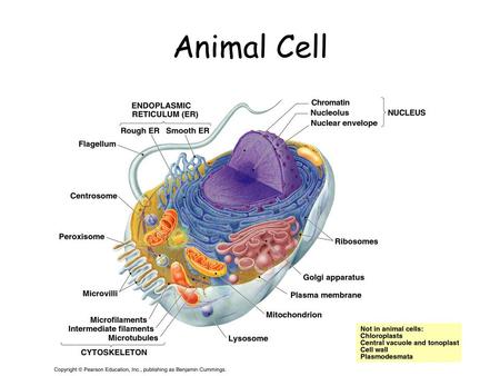 Animal Cell. Plant Cell Cell Membrane – outer boundary –In plants & animals –Structure: Phospholipid bilayer –hydrophilic heads, hydrophobic tails Contains.