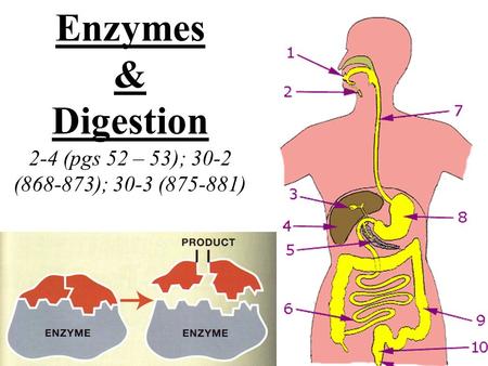 Enzymes & Digestion 2-4 (pgs 52 – 53); 30-2 (868-873); 30-3 (875-881)