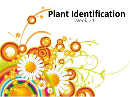 Plant Identification Week 21. Zonal Geranium Pelargonium x hortorum cv. Upright, bushy plant with short, jointed stems Rounded, kidney-shaped, mid- green.