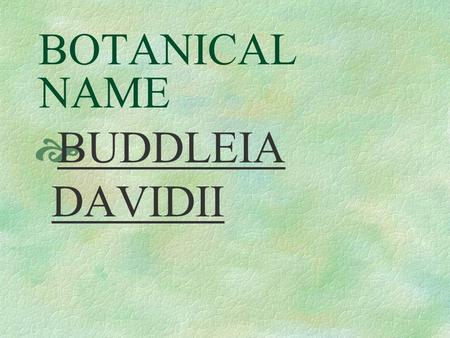 BOTANICAL NAME  BUDDLEIA DAVIDII PRONUNCIATION  BOOD – lee – uh duh – VID – ee - eye.