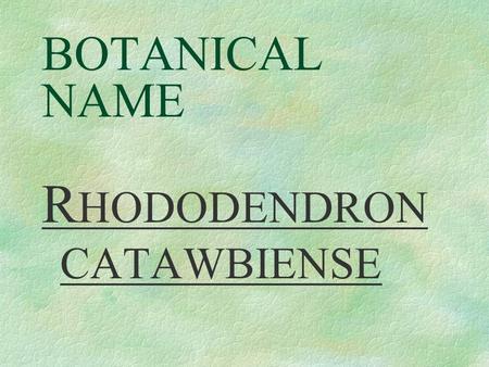 BOTANICAL NAME R HODODENDRON CATAWBIENSE PRONUNCIATION row - doe - DEN - dron cah - taw - bee -EN-see.