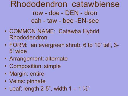 Rhododendron catawbiense row - doe - DEN - dron cah - taw - bee -EN-see COMMON NAME: Catawba Hybrid Rhododendron FORM: an evergreen shrub, 6 to 10’ tall,