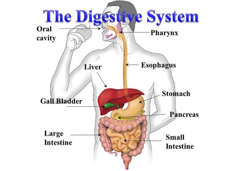 The Digestive System Oral cavity Pharynx Esophagus Liver Stomach