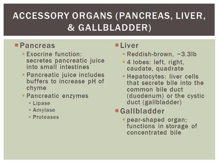  Pancreas  Exocrine function: secretes pancreatic juice into small intestines  Pancreatic juice includes buffers to increase pH of chyme  Pancreatic.