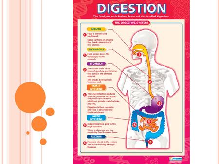 GASTRIOINTESTINAL TRACT FUNCTIONS DIGESTION: transformation of food, absorbable nutrients and compounds mechanical and chemical ABSORPTION: Selective.