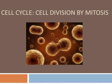 Cell Cycle: Cell Division by Mitosis