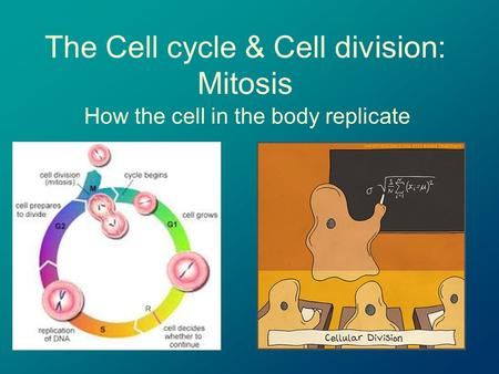 The Cell cycle & Cell division: Mitosis How the cell in the body replicate.