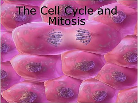Why Do Cells Divide? Why Do Cells Divide 1. Healing and Tissue Repair An average human looses 105 pounds of dead skin cells in their life Every second,