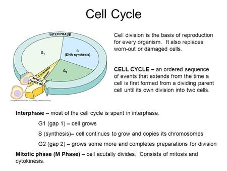 Cell Cycle Cell division is the basis of reproduction for every organism. It also replaces worn-out or damaged cells. CELL CYCLE – an ordered sequence.