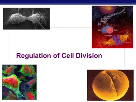 AP Biology Regulation of Cell Division AP Biology 1.Coordination of cell division a. A multicellular organism needs to coordinate cell division across.
