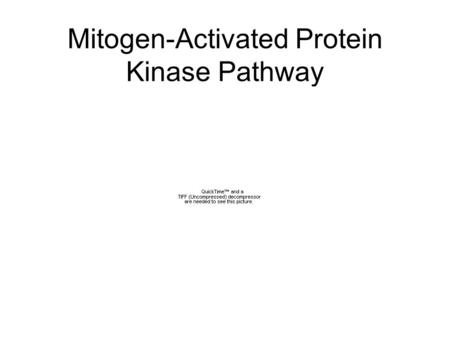 Mitogen-Activated Protein Kinase Pathway. Mitogen- a compound that encourages a cell to commence division, triggering mitosis Cell division requires the.