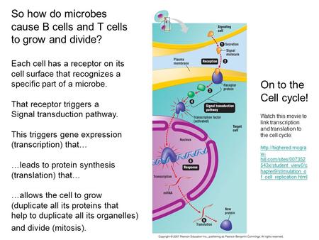 So how do microbes cause B cells and T cells to grow and divide? Each cell has a receptor on its cell surface that recognizes a specific part of a microbe.