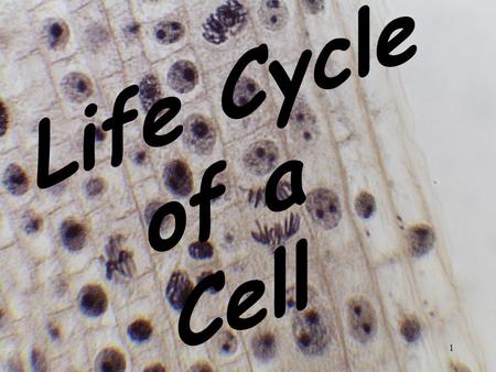 Life Cycle of a Cell.