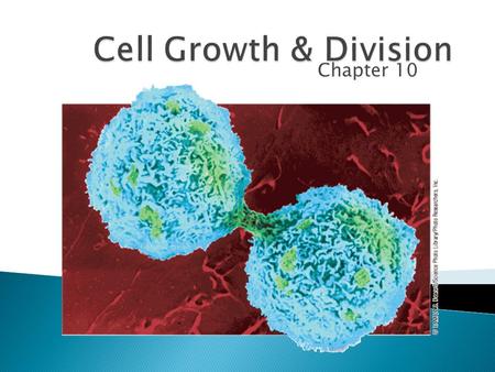 Chapter 10.  Does an animal get larger because each cell increases in size or because it produces more of them?  In most cases, living things grow by.