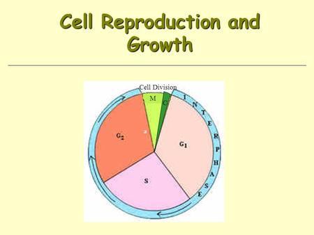 Cell Reproduction and Growth Cell Division M C. Limits on Cell Size Diffusion is more efficient over short distances DNA limitations (has to be able to.