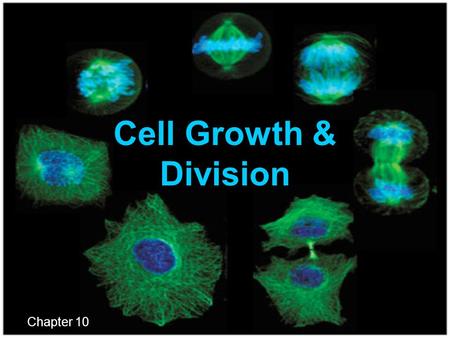 Cell Growth & Division Chapter 10.