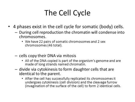 The Cell Cycle 4 phases exist in the cell cycle for somatic (body) cells. – During cell reproduction the chromatin will condense into chromosomes. We have.