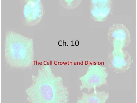 Ch. 10 The Cell Growth and Division. How do you grow? Remember….you started out as a single cell (a zygote) made from the fusing of your dad’s sperm and.