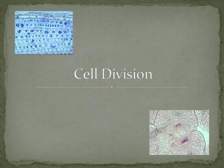 Create two identical cells from one cell Purposes: Create a new organism Growth and Repair.