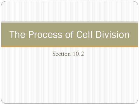 The Process of Cell Division
