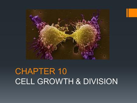 CHAPTER 10 CELL GROWTH & DIVISION. 10-1 Cell Growth  How do we grow?  Our cells divide!
