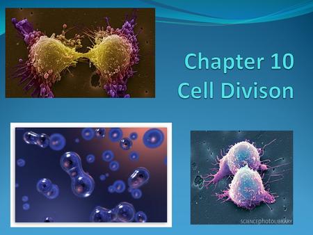 Chapter 10 Cell Divison.