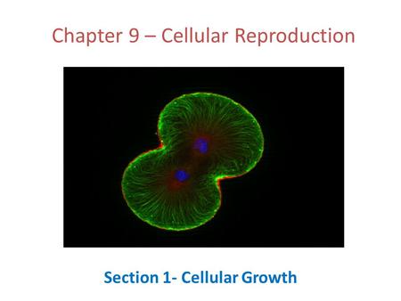 Chapter 9 – Cellular Reproduction