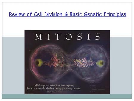 Review of Cell Division & Basic Genetic Principles.