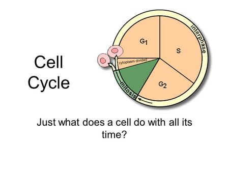 Cell Cycle Just what does a cell do with all its time?