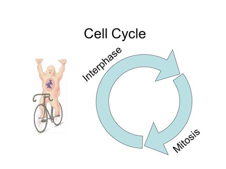 Cell Cycle Interphase Mitosis. Interphase Cell normally functioning Phase cell is in most of the time Cell Grows and DNA is replicated.