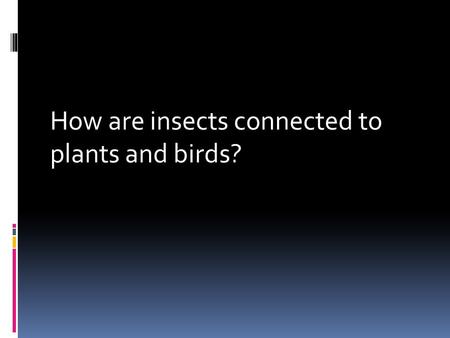 How are insects connected to plants and birds?.