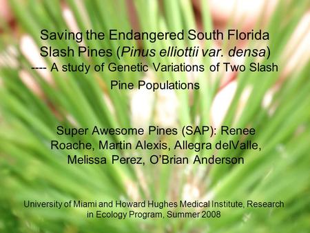 Saving the Endangered South Florida Slash Pines (Pinus elliottii var. densa) ---- A study of Genetic Variations of Two Slash Pine Populations Super Awesome.