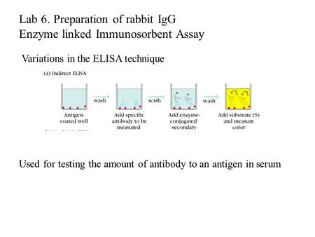 Variations in the ELISA technique Used for testing the amount of antibody to an antigen in serum Lab 6. Preparation of rabbit IgG Enzyme linked Immunosorbent.