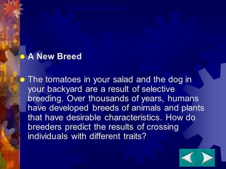  A New Breed  The tomatoes in your salad and the dog in your backyard are a result of selective breeding. Over thousands of years, humans have developed.