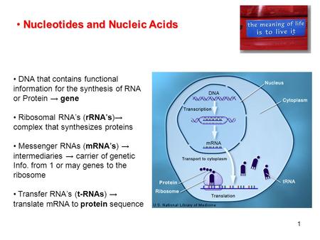 1 DNA that contains functional information for the synthesis of RNA or Protein → gene Ribosomal RNA’s (rRNA’s)→ complex that synthesizes proteins Messenger.