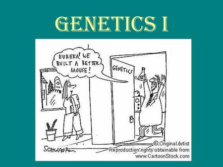 Genetics I. What is Genetics? The study of heredity, or the passing on of traits from an organism to its offspring.
