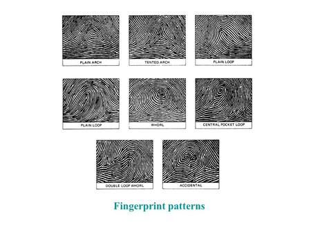 Fingerprint patterns. Fingerprints are unique Composed of friction ridges which give us better gripping ability (tire treads) Bifurcation – a single friction.