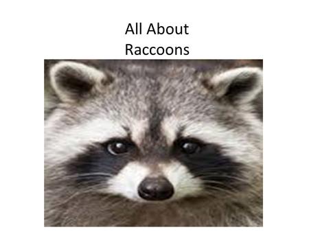 All About Raccoons. Animal Classification Raccoons are carnivores, predators, and mammals.