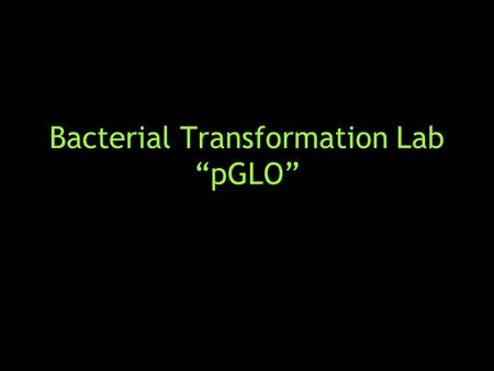 Bacterial Transformation Lab “pGLO”