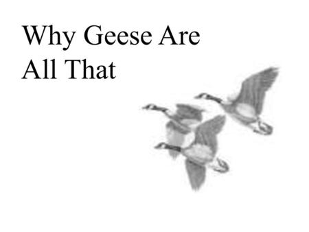 Why Geese Are All That.
