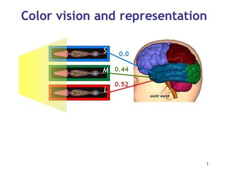 1 Color vision and representation 0.44 0.0 0.52 S M L.