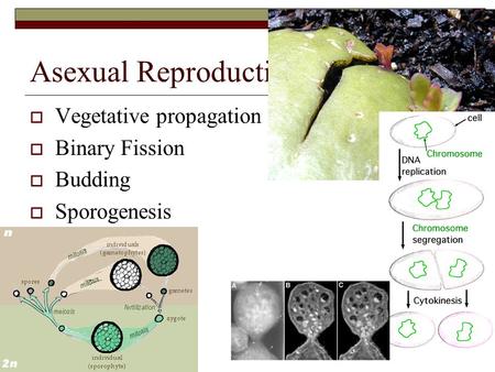 Asexual Reproduction Vegetative propagation Binary Fission Budding