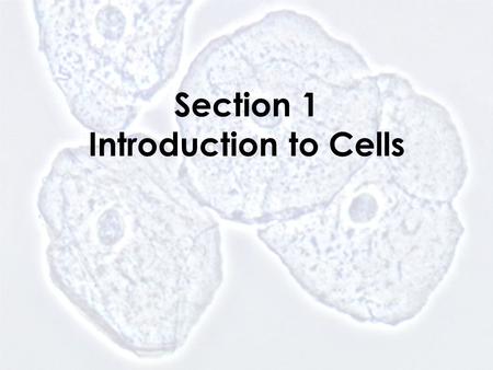 Section 1 Introduction to Cells. Animal Cell nucleus cell membrane cytoplasm.