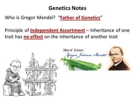 Genetics Notes Who is Gregor Mendel? Principle of Independent Assortment – Inheritance of one trait has no effect on the inheritance of another trait “Father.