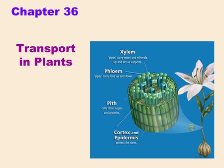 Chapter 36 Transport in Plants.